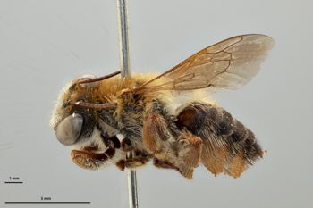 Media type: image;   Entomology 786011 Aspect: habitus lateral view